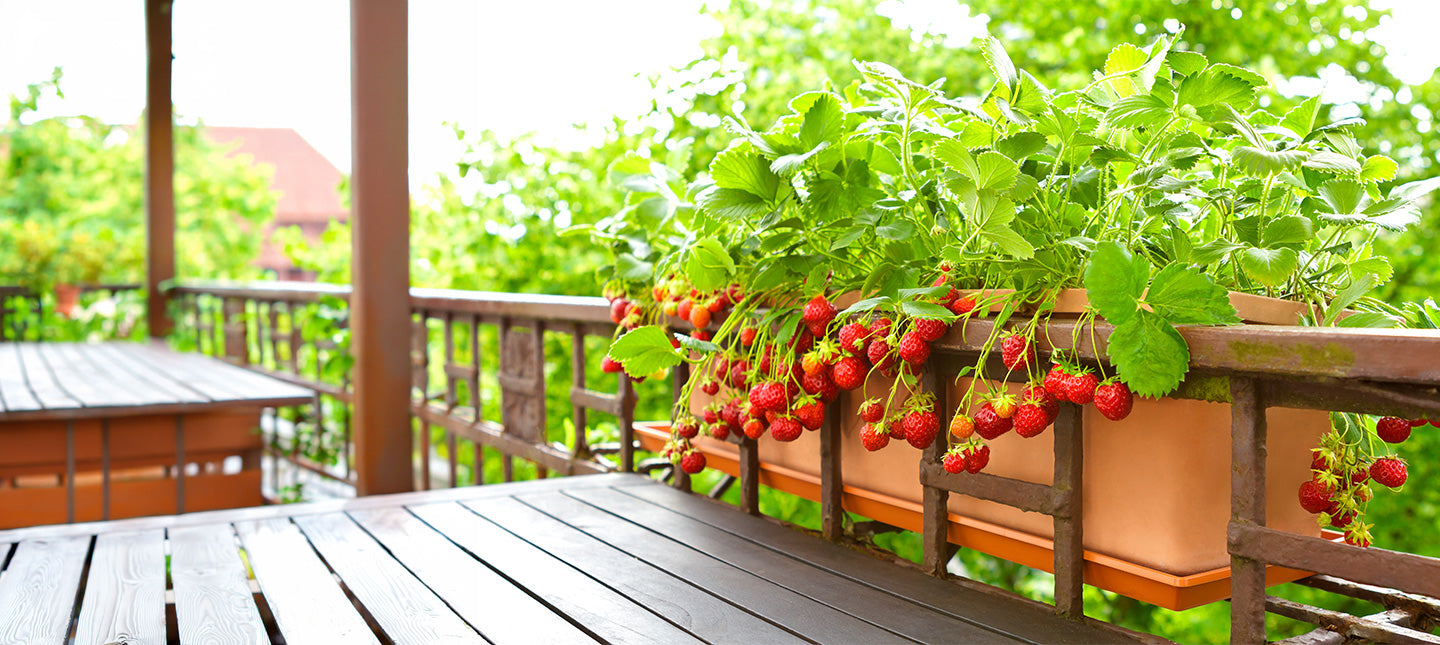 Obst auf meinem Balkon