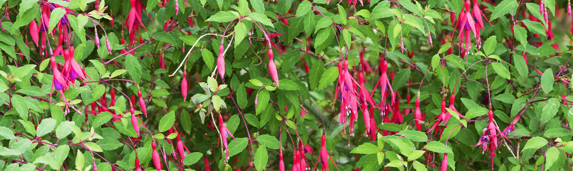 Fuchsien