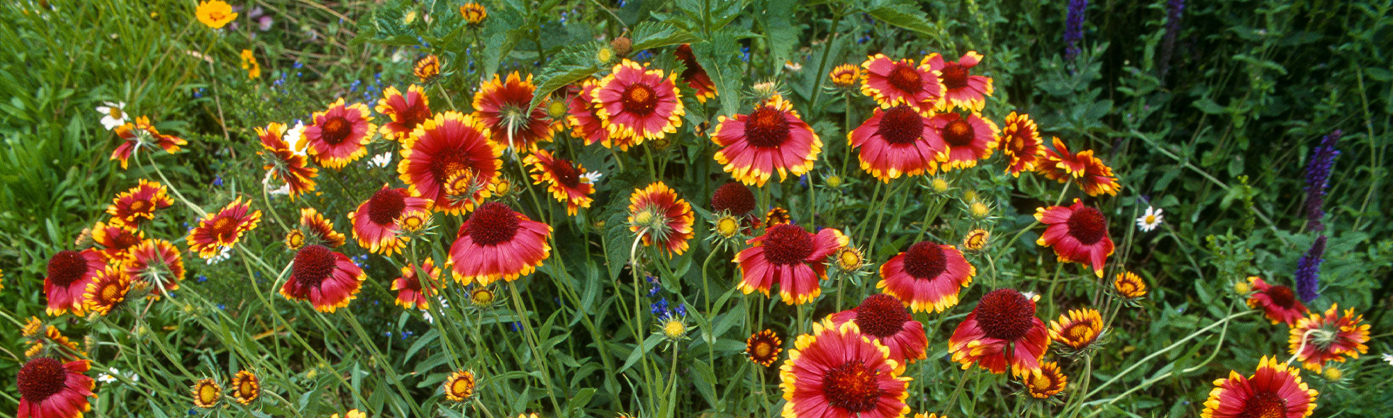 Kokardenblume