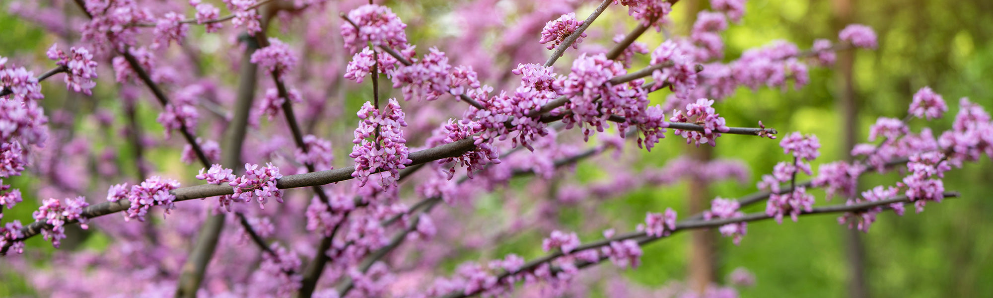 Judasbaum - Cercis