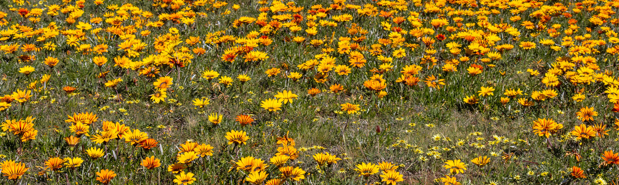 Gazanie - Gazania
