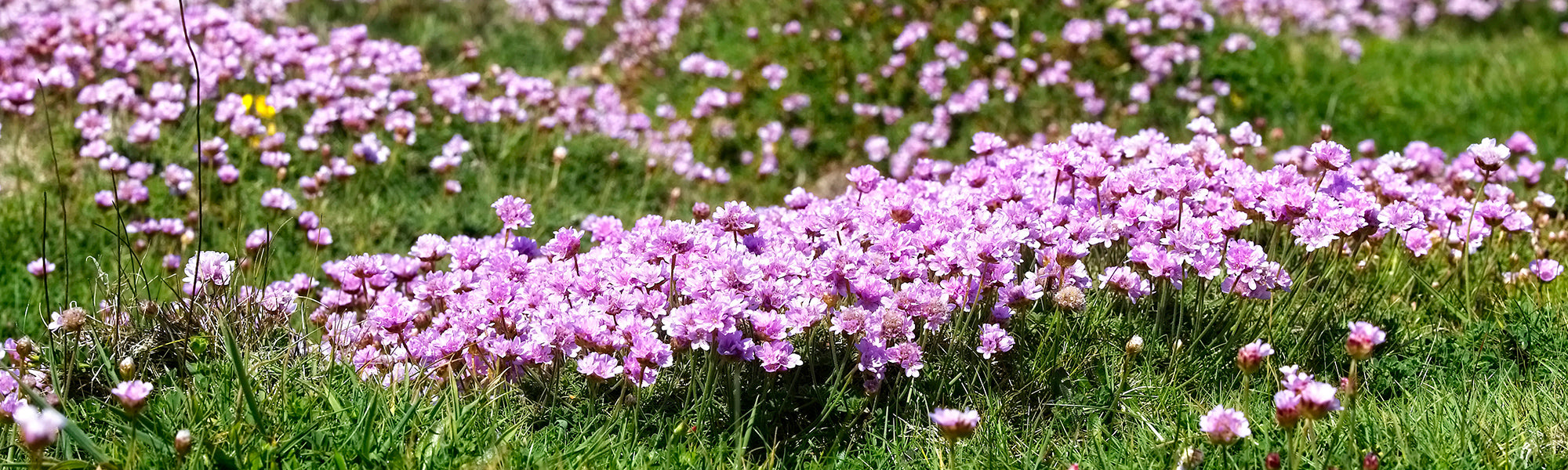 Spanisches Gänseblümchen