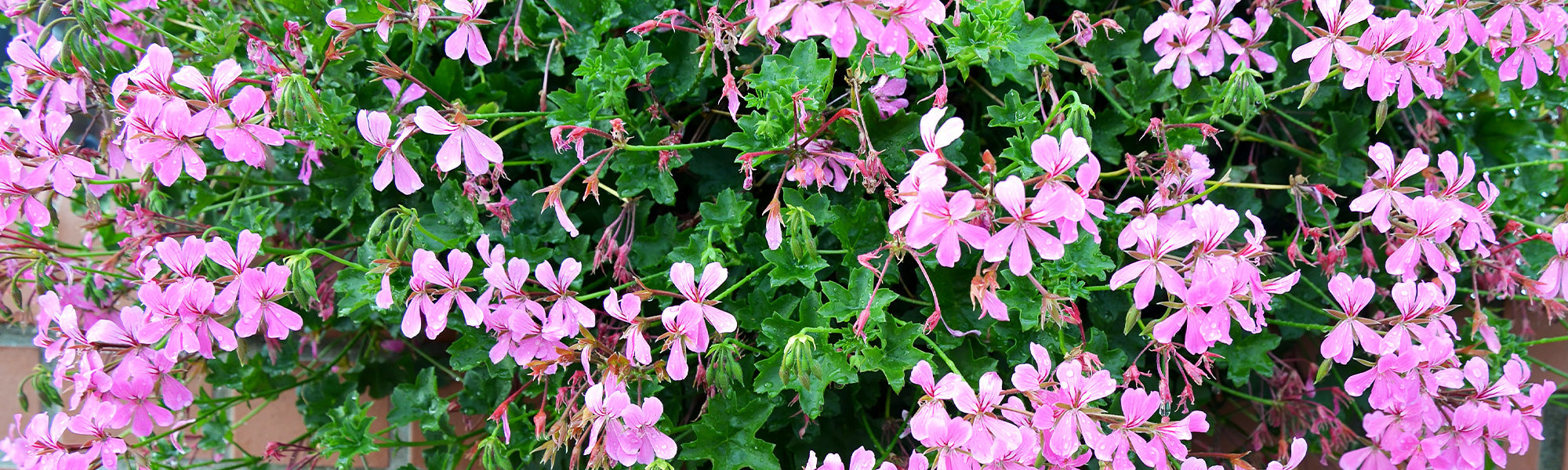 Zonen-Pelargonie - Pelargonium zonale