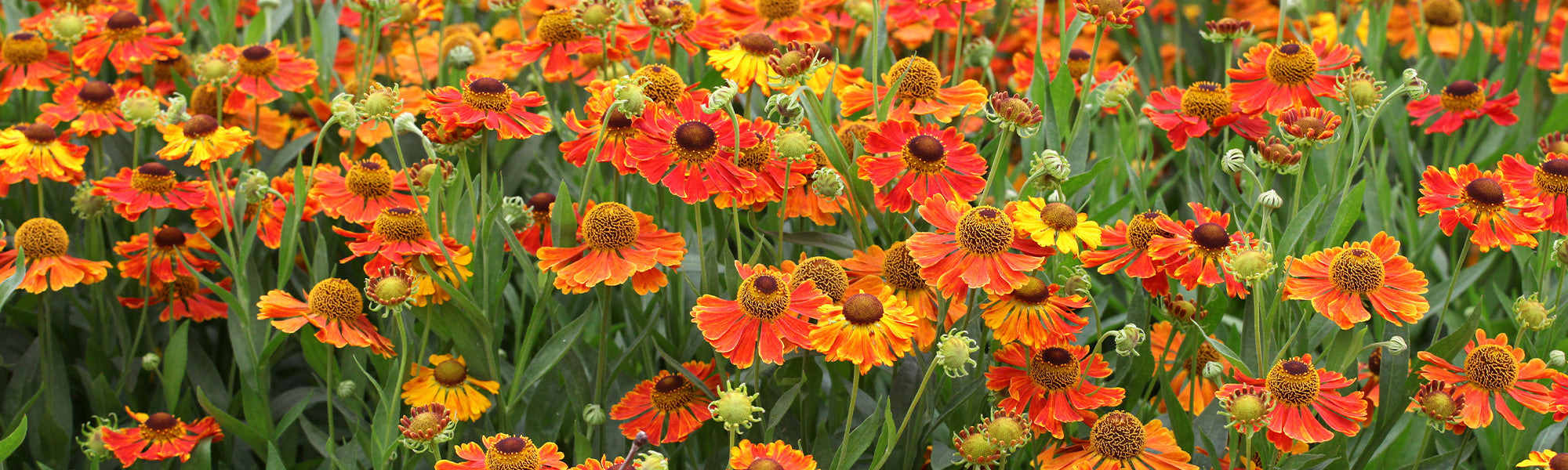 Helenium