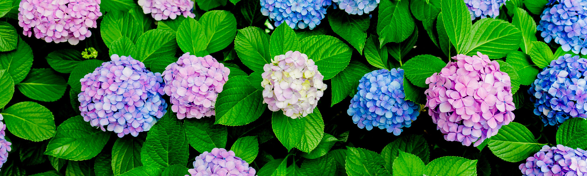 Großblättrige Hortensie