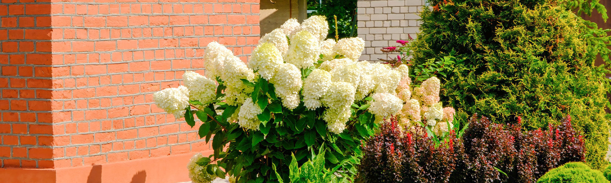 Rispenhortensie