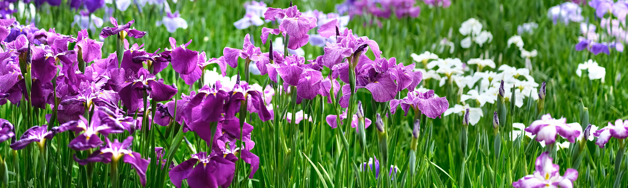 Iris aus Holland
