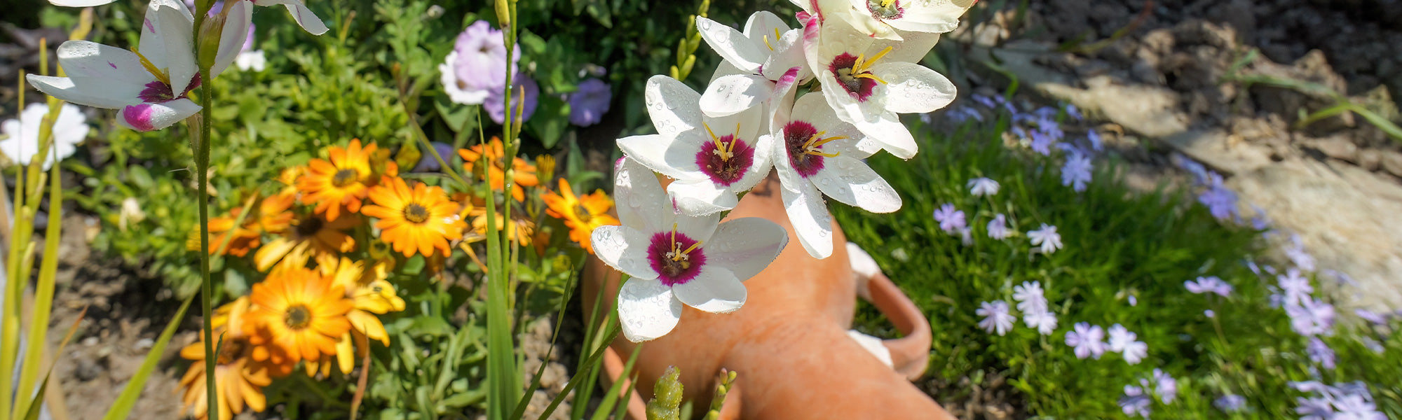 Ixia