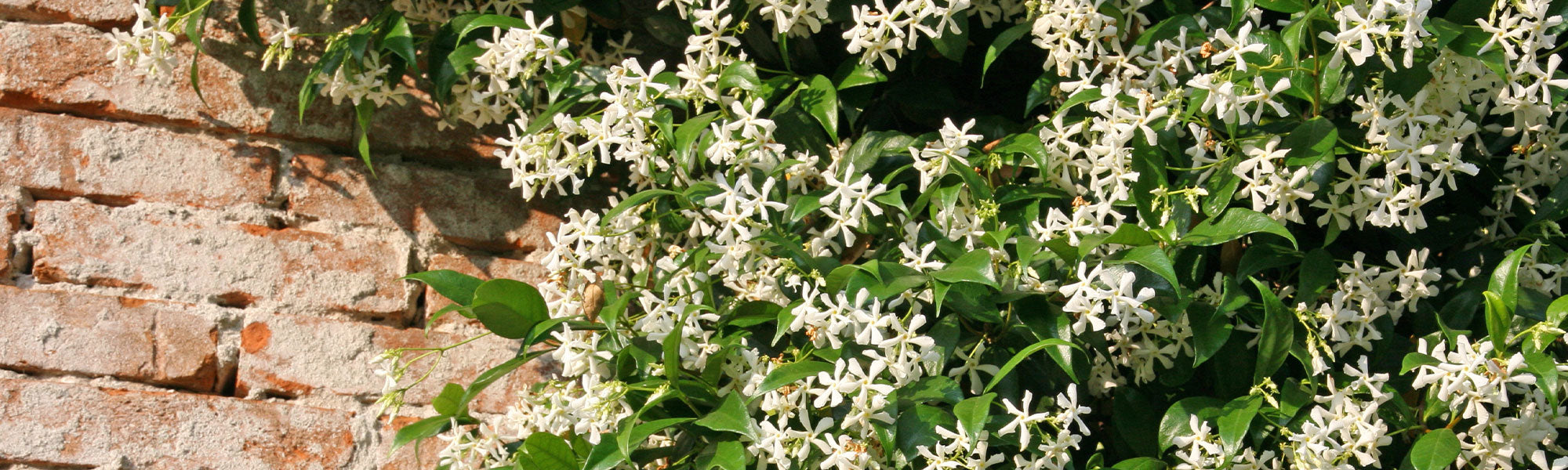 Jasmin