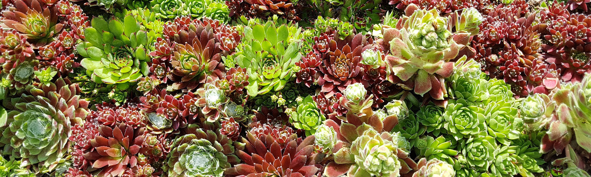 Dachwurz - Sempervivum