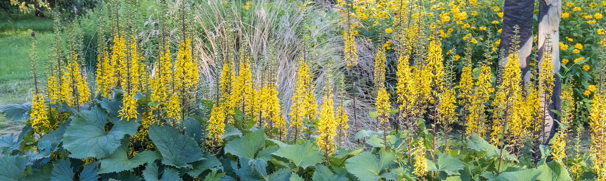 Ligularie