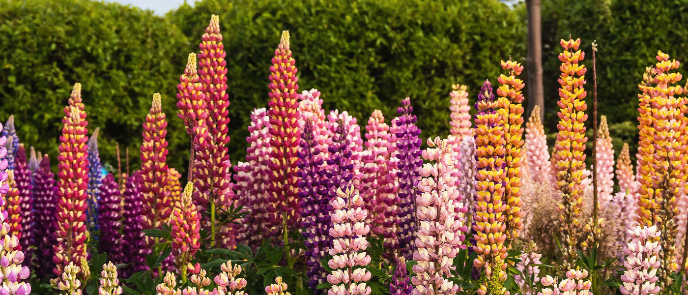 Baum-Lupine - Lupinus arboreus