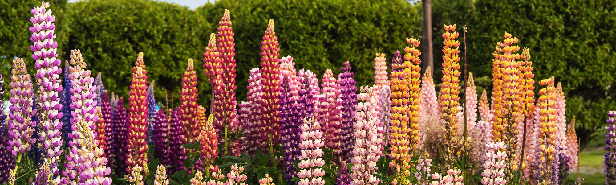 Vielblättriger Lupine - Lupinus polyphyllus