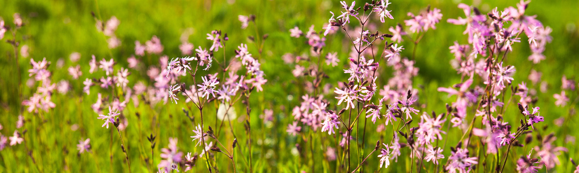 Lychnis