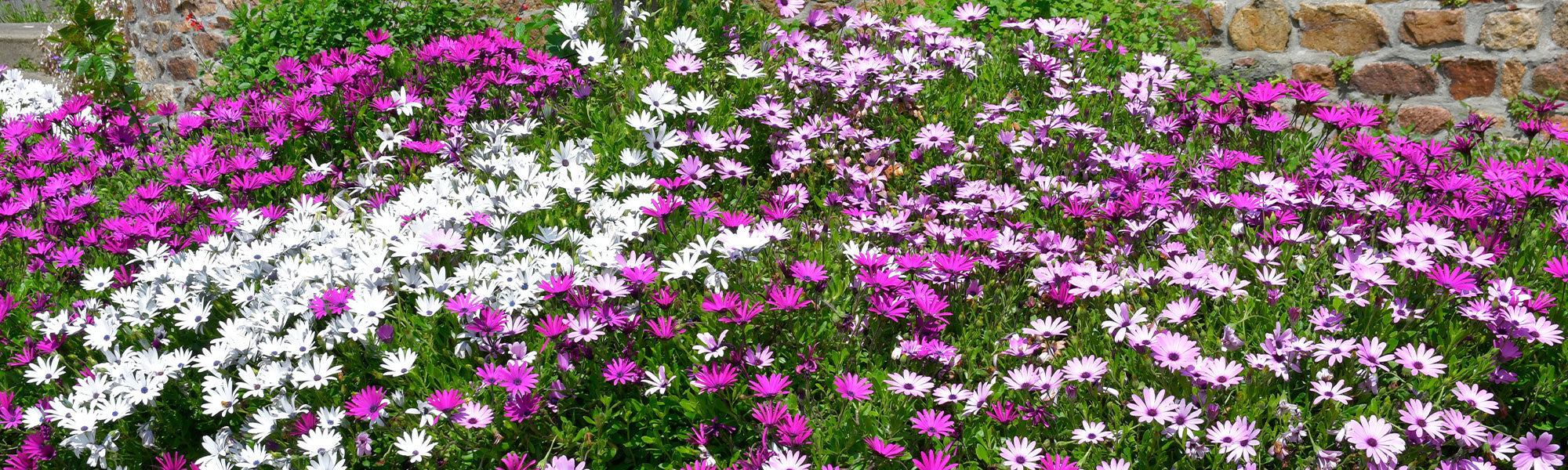 Kapmargerite - Osteospermum