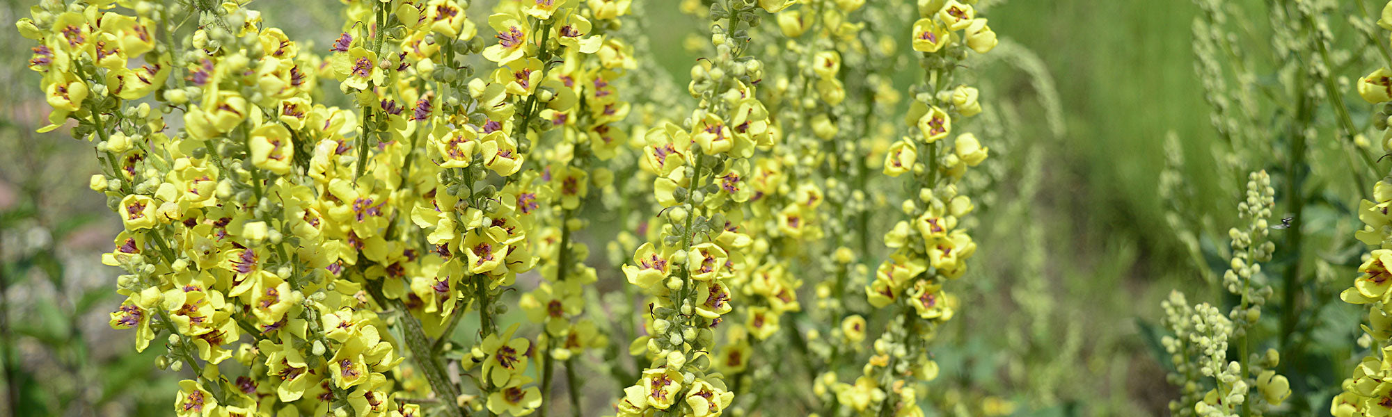 Königskerze - Verbascum
