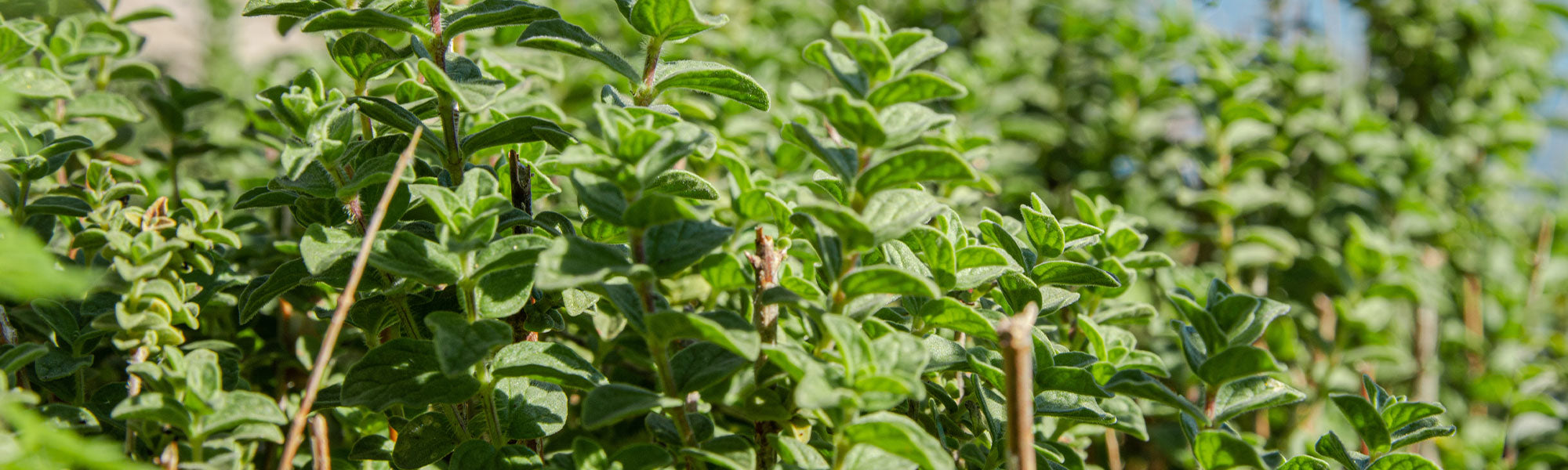 Oregano