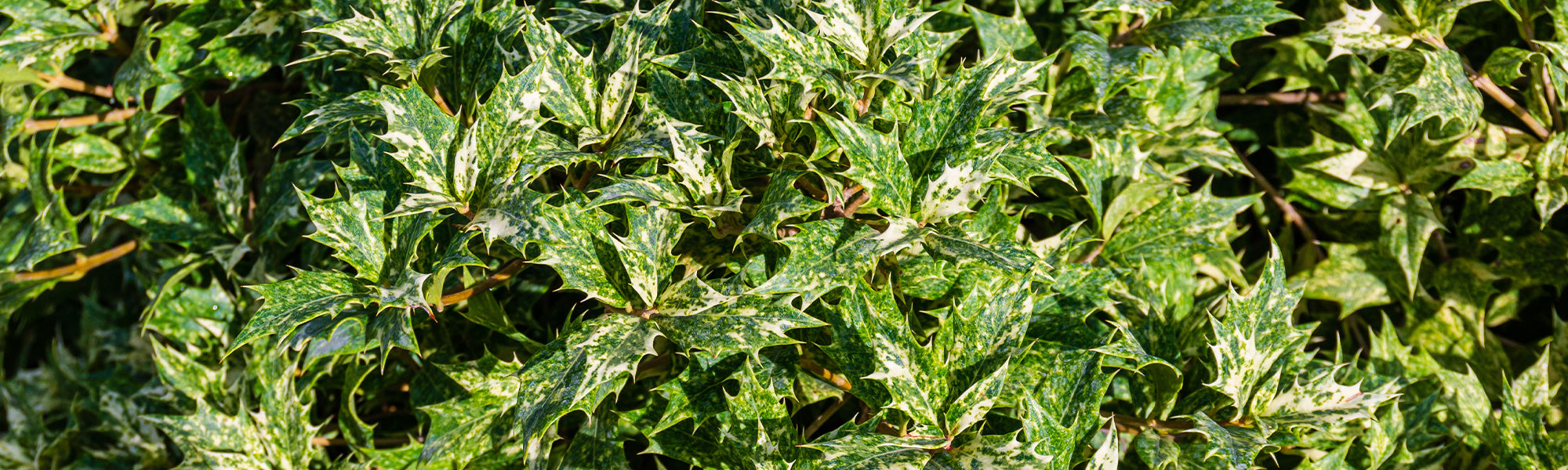 Osmanthus