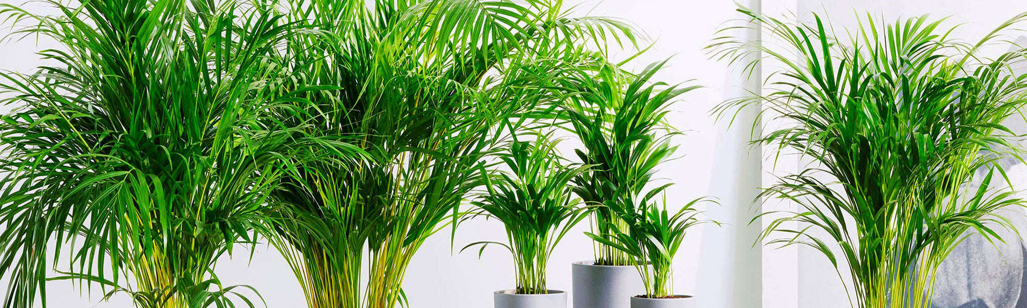 Areca-Palme.