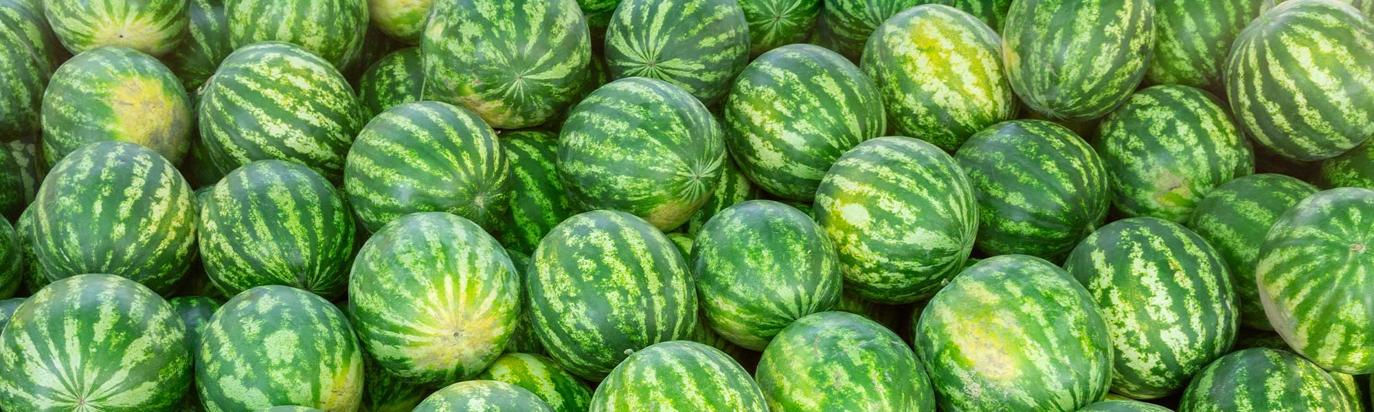 Wassermelone - Citrullus lanatus