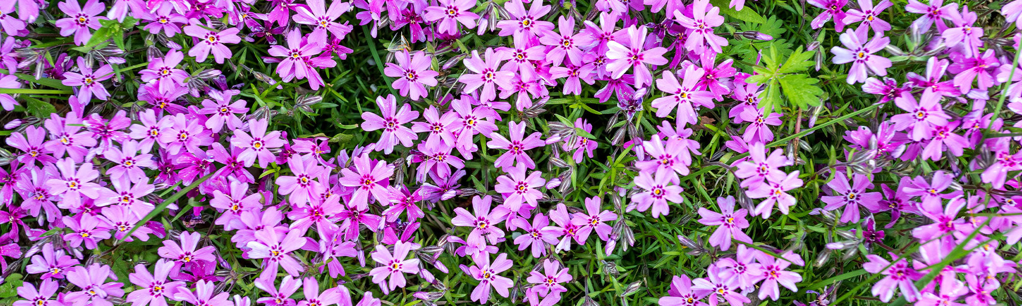 Polster-Phlox - Phlox subulata