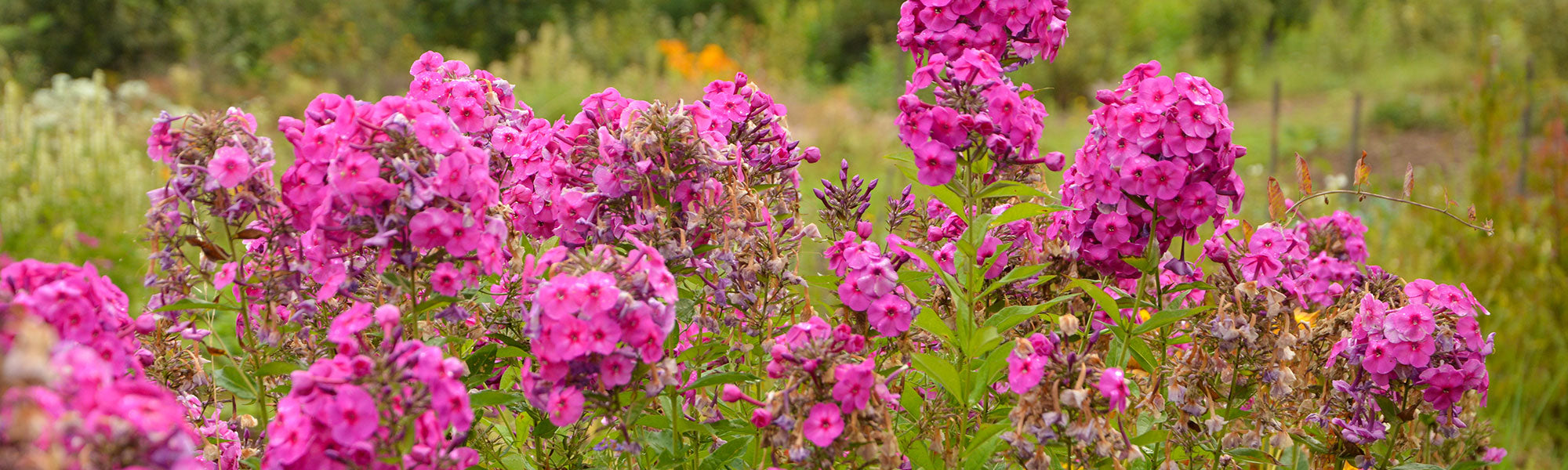 Flammenblume - Phlox paniculata