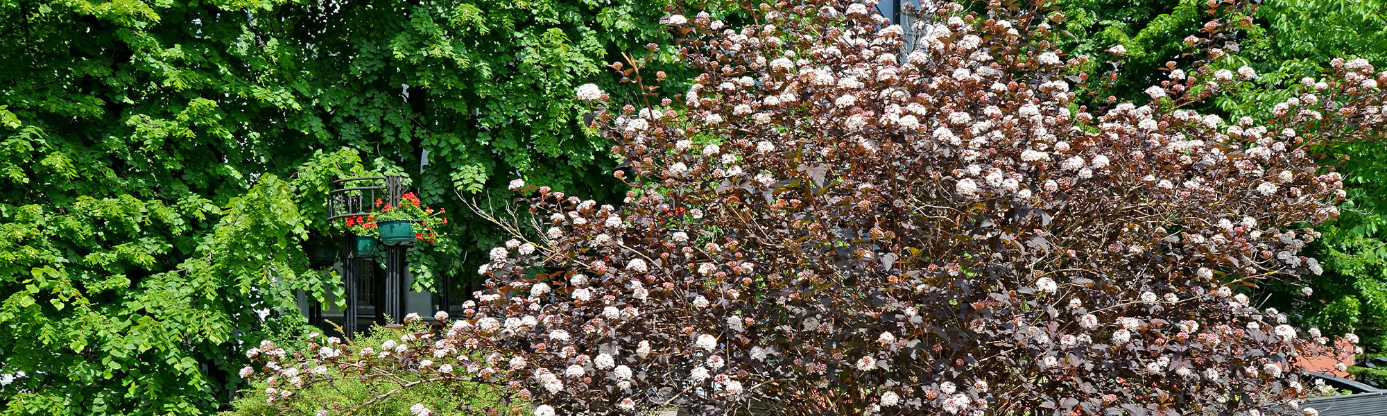 Blasenspiere