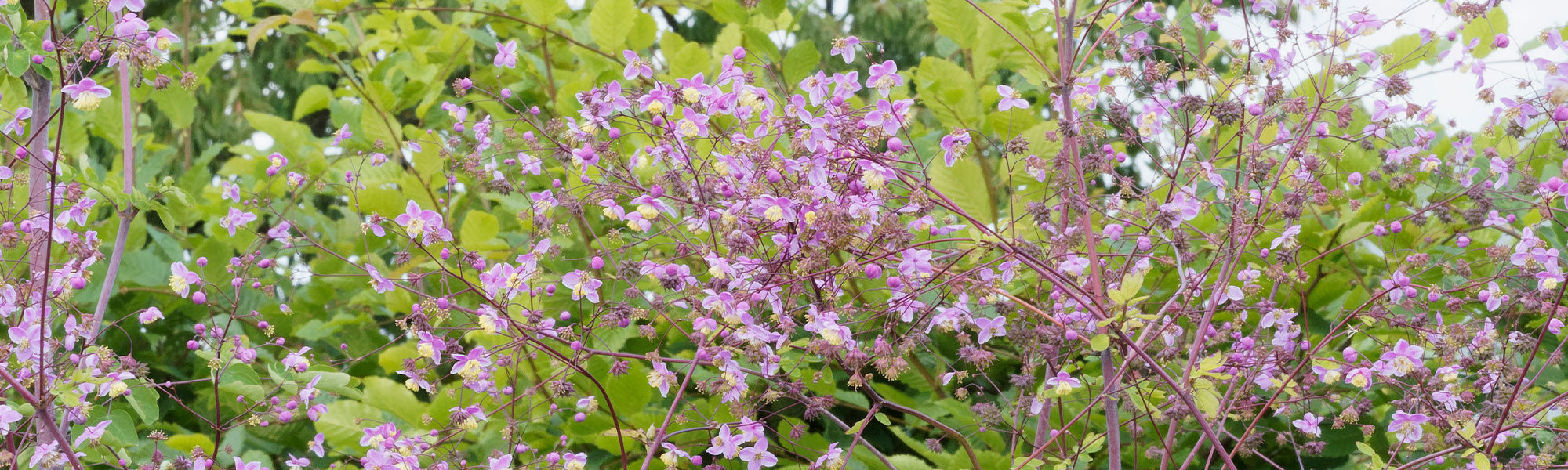 Wiesenraute
