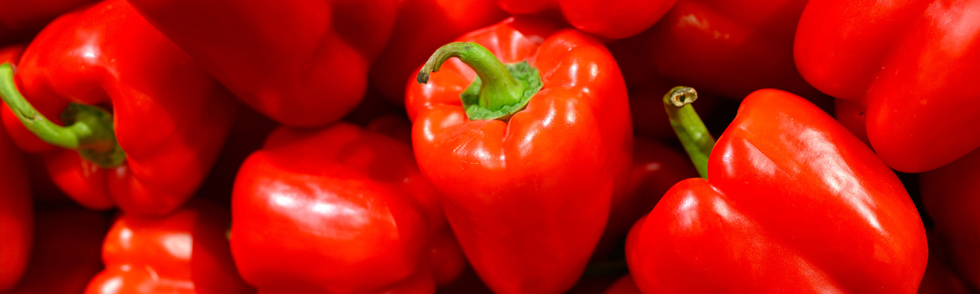Pflanzen von Paprika und Chili