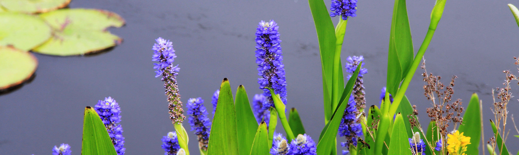 Pontederia