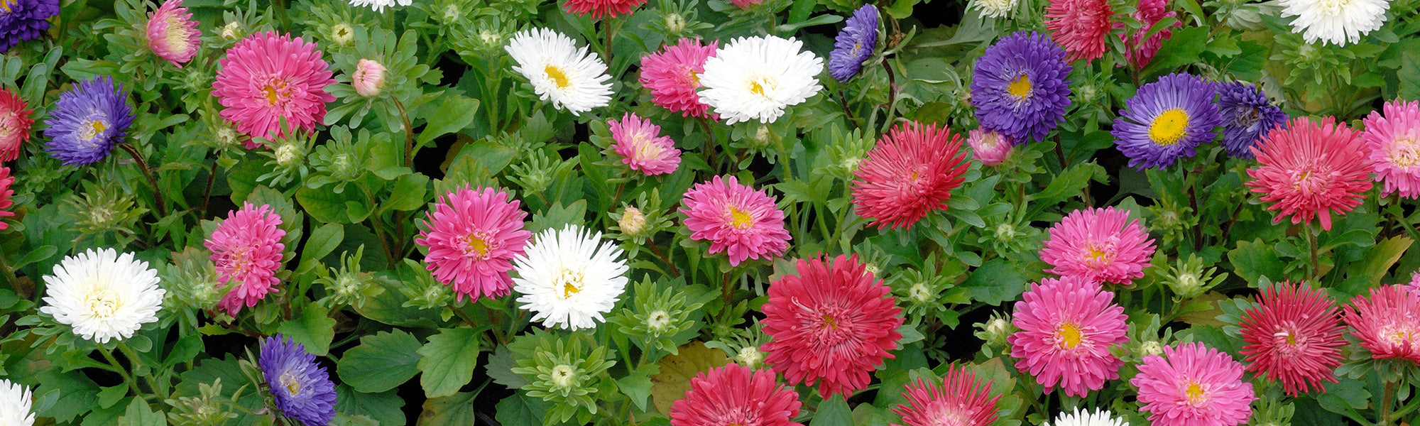 Margeritenzauber