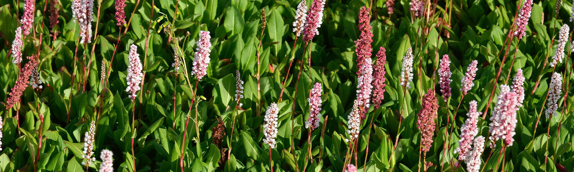 Knöterich - Persicaria