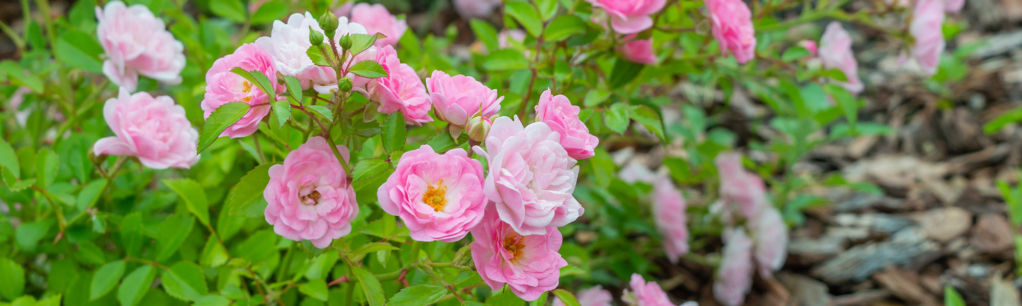 Polyantha-Rosen mit gruppierten Blüten