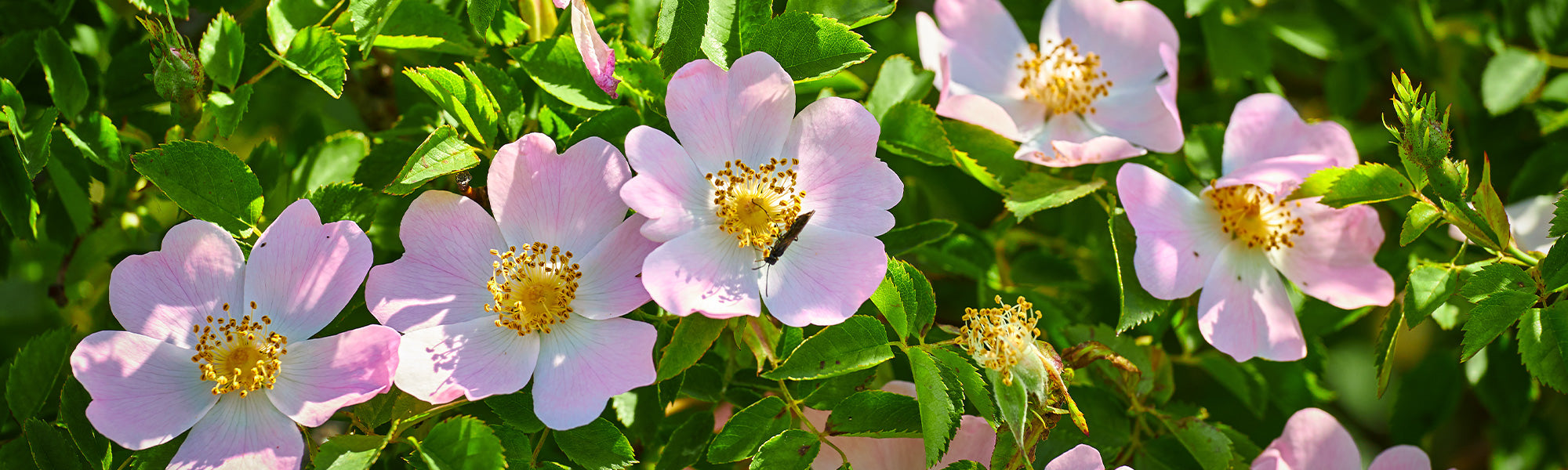 Botanische Rosen