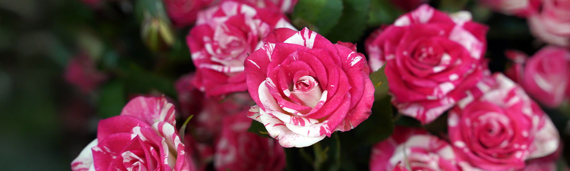Originelle Rosen