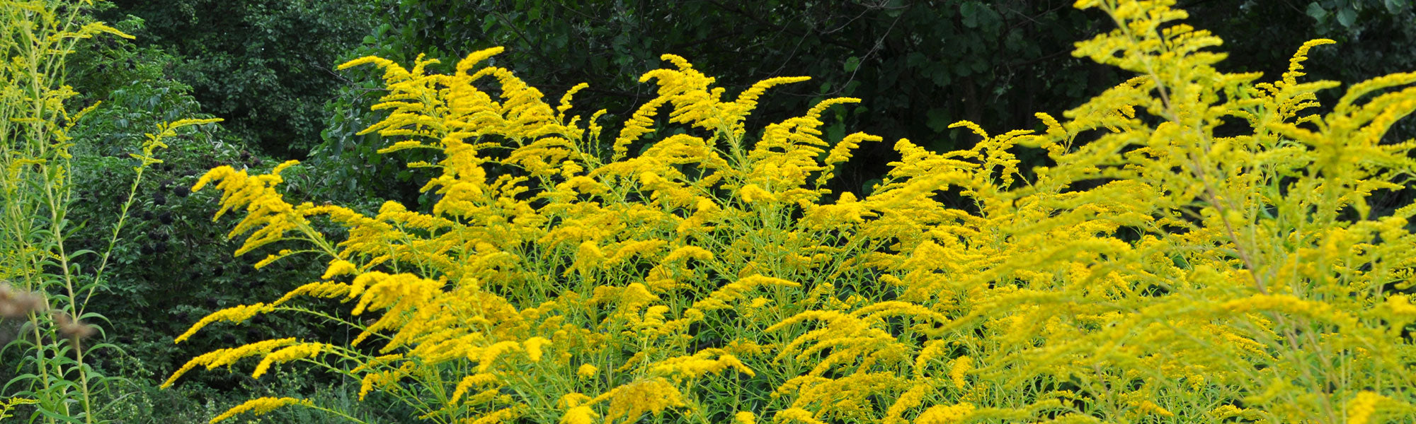 Goldrute - Solidago