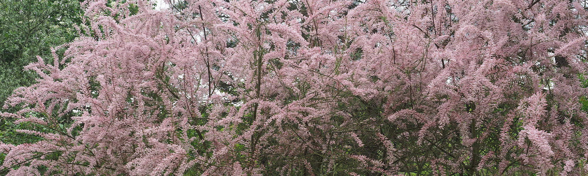 Tamariske