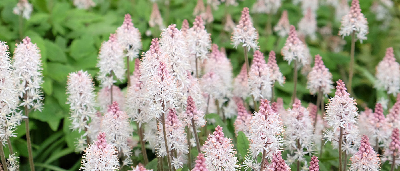 Schaumblüte