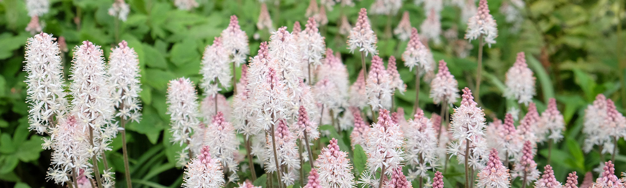 Schaumblüte