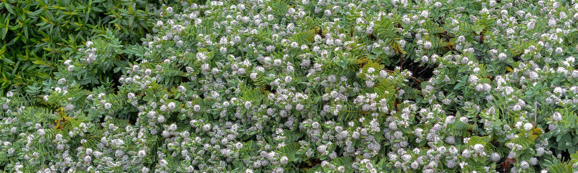 Strauchveronika - Hebe