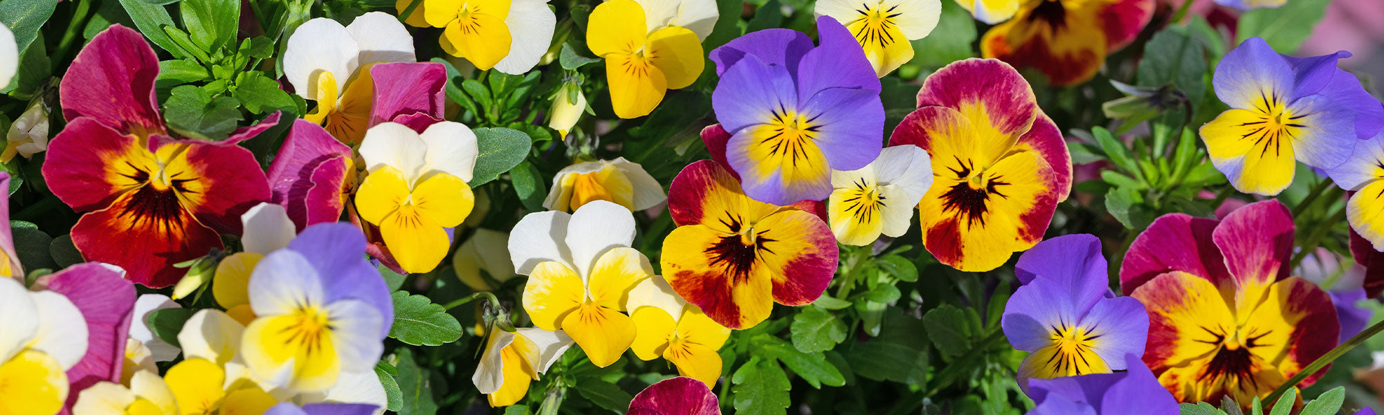 Veilchen - Viola