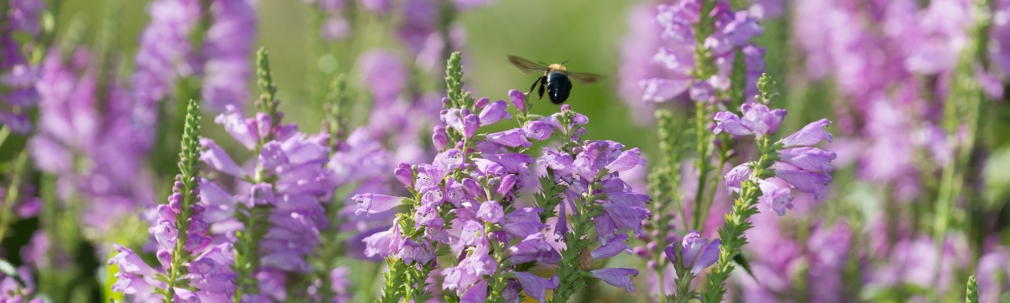 Bienenfreundliche Stauden