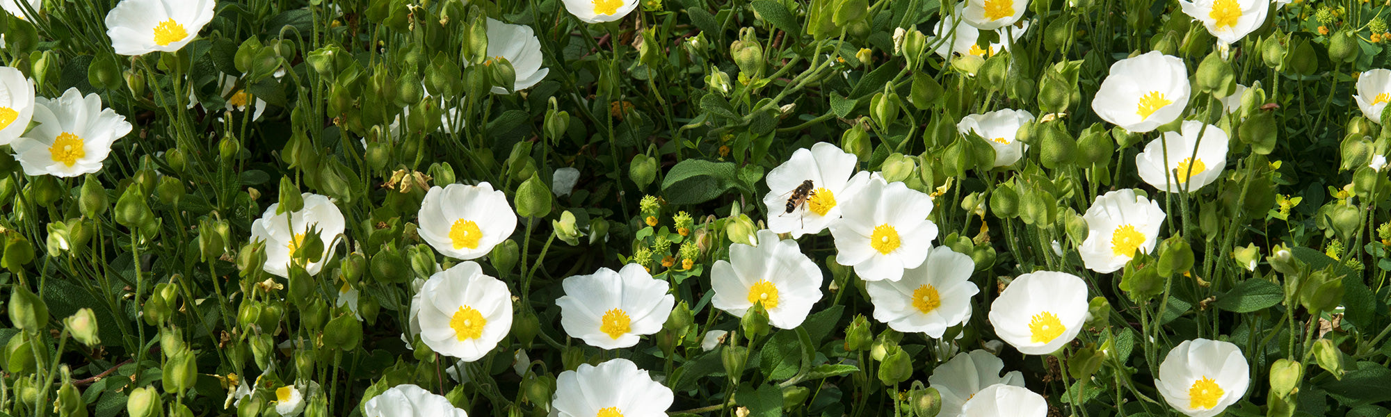 Kleinblütige Zistrose - Cistus parviflorus