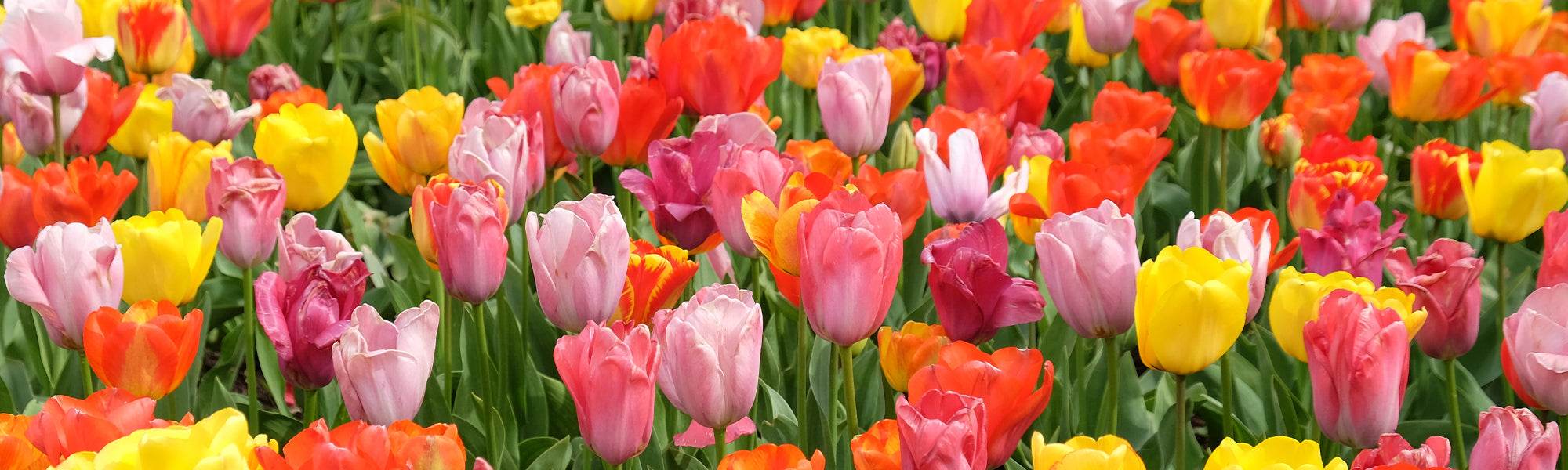 Tulpe