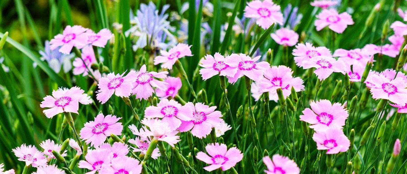 Pfingstnelke - Dianthus plumarius