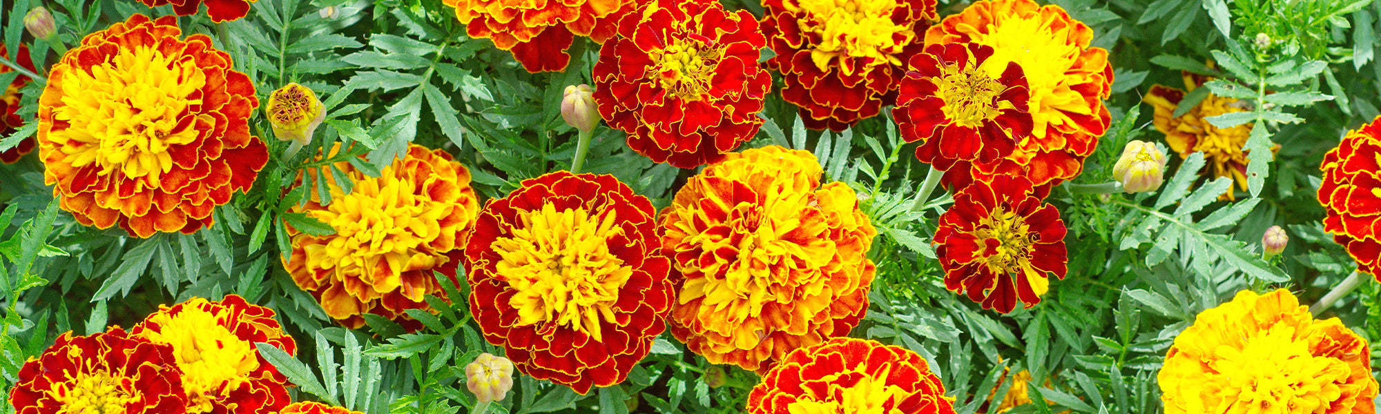 Studentenblumen und Indische Rosen