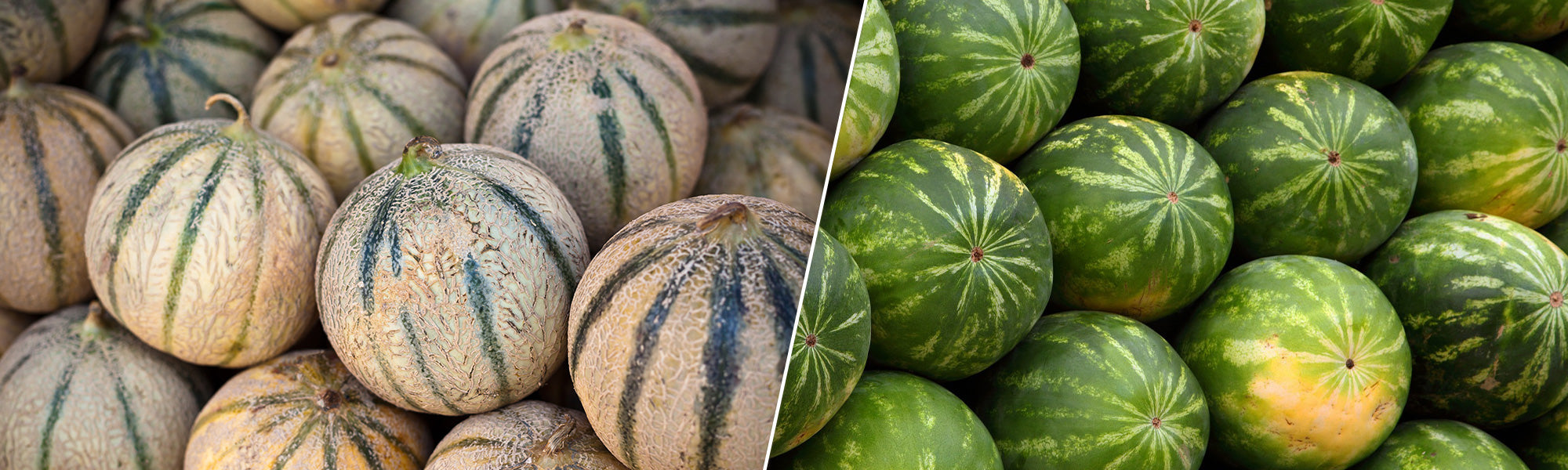 Melonen- und Wassermelonenpflanzen