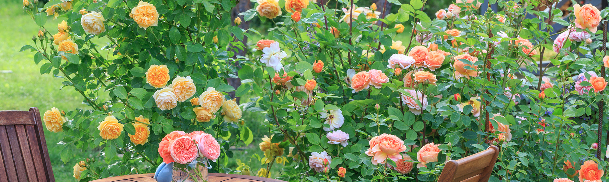 Prachtvolle Blütenrosen