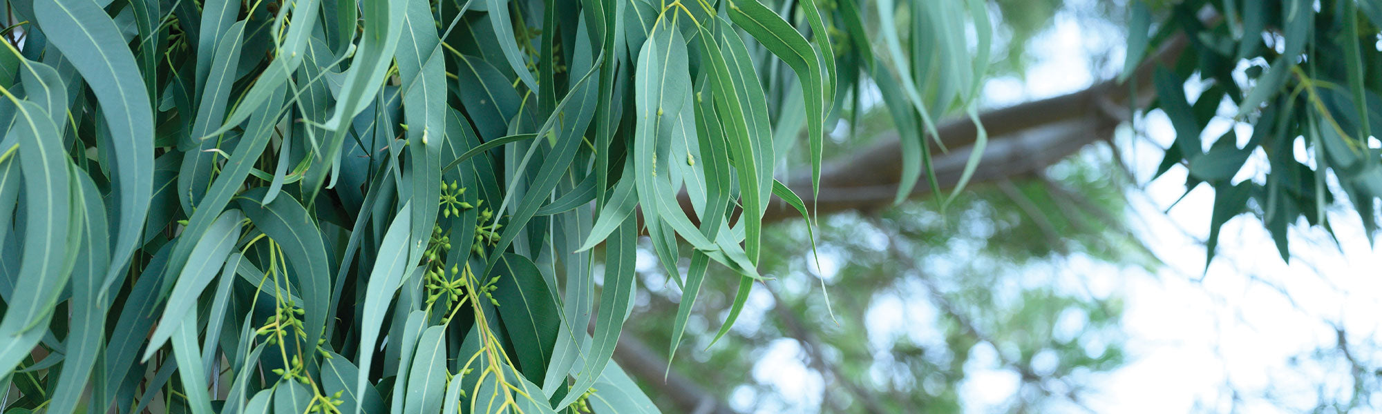 Eukalyptus