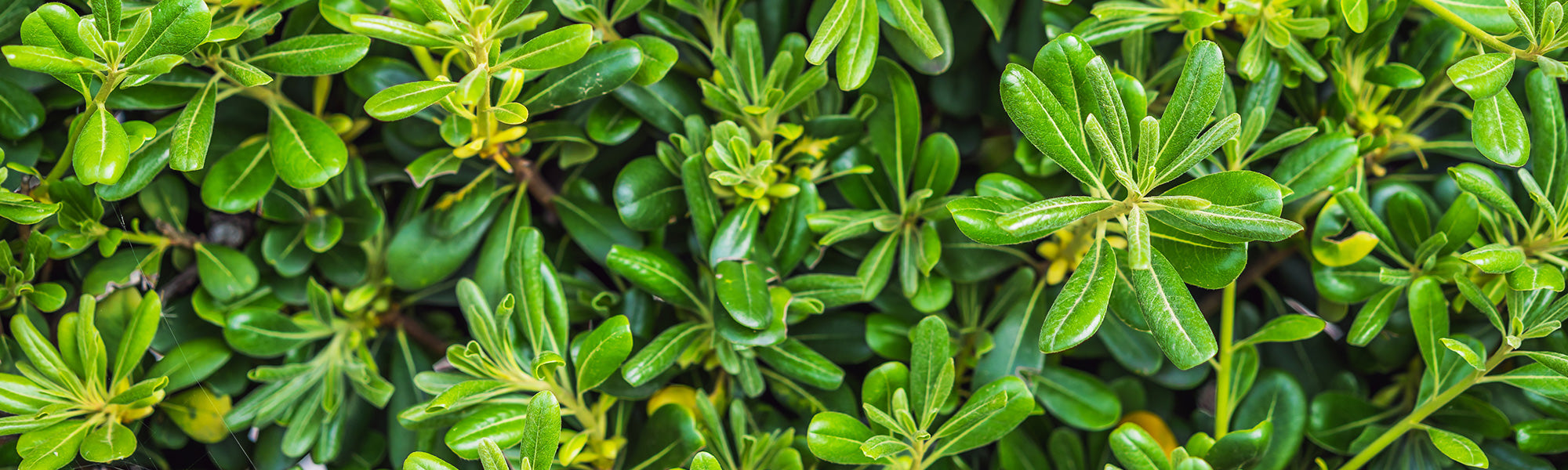 Pittosporum-Strauch